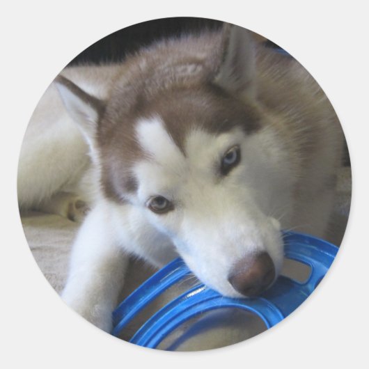 Husky en de frisbee ronde sticker (Voorkant)