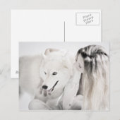 Husky en meisje briefkaart (Voorkant / Achterkant)