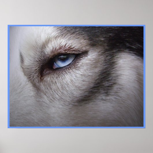 Husky Eye Poster Sled Dog Art Poster Husky Gifts (Voorkant)