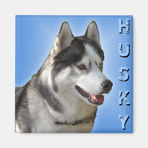 Husky Fridge Magnet Alaskan Sled Dog Magnet / Gift