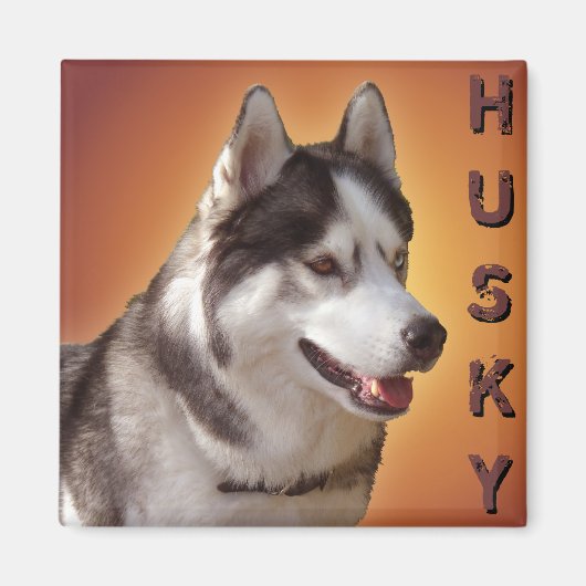 Husky Fridge Magnet Alaskan Sled Dog Magnet / Gift (Voorkant)