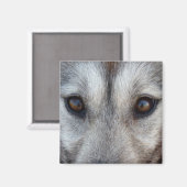 Husky Fridge Magnet Sled Dog Wolf Magnet / Gift (Voorkant / Achterkant)