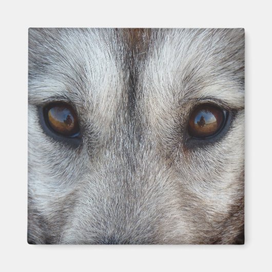 Husky Fridge Magnet Sled Dog Wolf Magnet / Gift (Voorkant)
