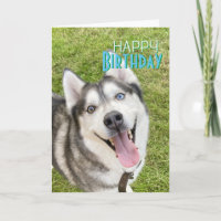 Husky Happy Birthday Card hond