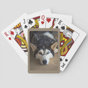 Husky-hond met blauwe en bruine ogen pokerkaarten