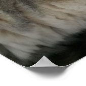 Husky hond met blauwe ogen poster (Hoek)
