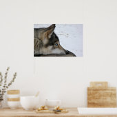 Husky hond met blauwe ogen poster (Keuken)