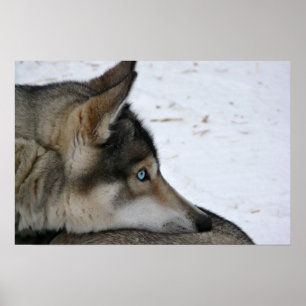 Husky hond met blauwe ogen poster