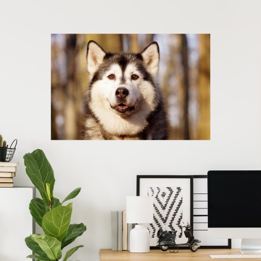 Husky Hond Mooie Art Print (Thuiskantoor)