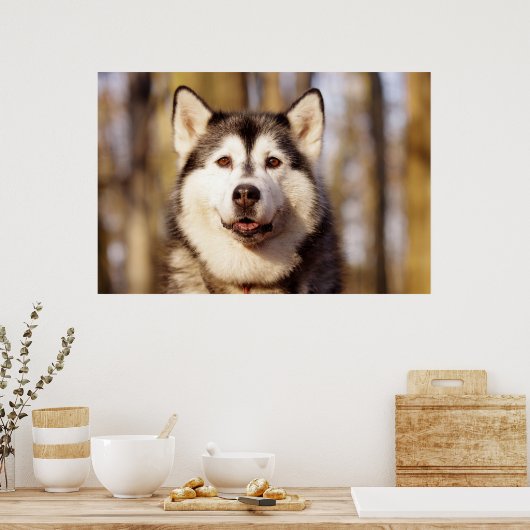 Husky Hond Mooie Art Print (Keuken)