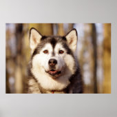 Husky Hond Mooie Art Print (Voorkant)