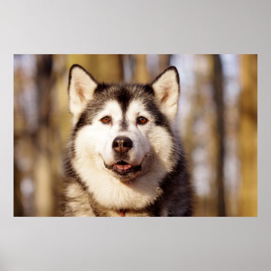 Husky Hond Mooie Art Print (Voorkant)