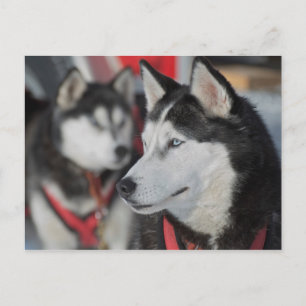 Husky hond voor een race, Canada Briefkaart