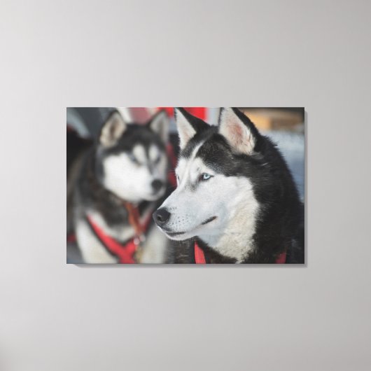 Husky hond voor een race, Canada Canvas Afdruk (Voorkant)