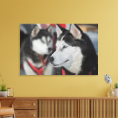 Husky hond voor een race, Canada Canvas Afdruk (Insitu (Woonkamer))