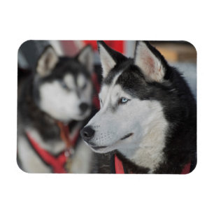 Husky hond voor een race, Canada Magneet