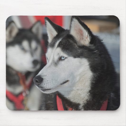 Husky hond voor een race, Canada Muismat (Voorkant)