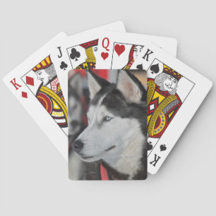 Husky hond voor een race, Canada Speelkaarten
