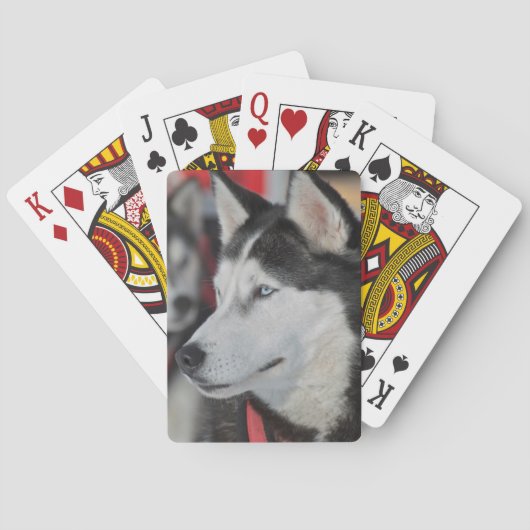 Husky hond voor een race, Canada Speelkaarten (Achterkant)