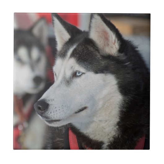 Husky hond voor een race, Canada Tegeltje (Voorkant)