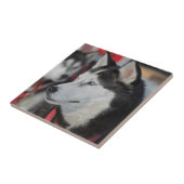 Husky hond voor een race, Canada Tegeltje (Zijkant)