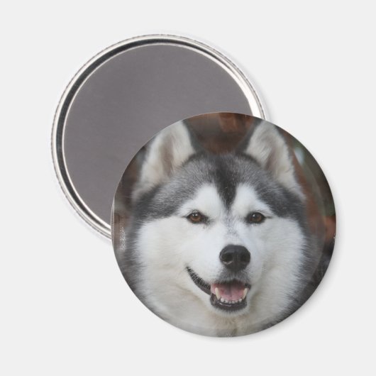 Husky hondenmagneet magneet (Voorkant / Achterkant)