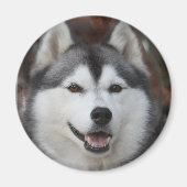 Husky hondenmagneet magneet (Voorkant)