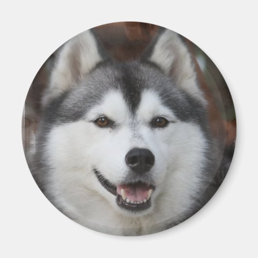 Husky hondenmagneet magneet (Voorkant)