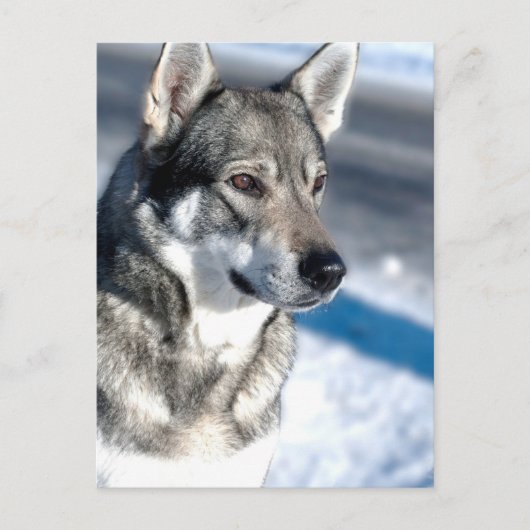 Husky in het Briefkaart Snow (Voorkant)