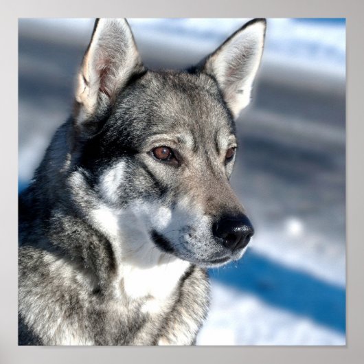 Husky in het Poster Snow (Voorkant)