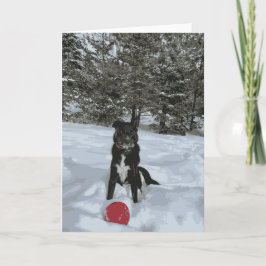Husky Lab Dog Sitting Snow Covered Trees Red Ball Kaart