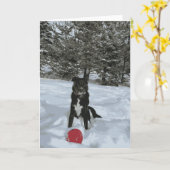 Husky Lab Dog Sitting Snow Covered Trees Red Ball Kaart (Gele Bloem)