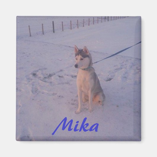 Husky.Mika.magneet Magneet (Voorkant)