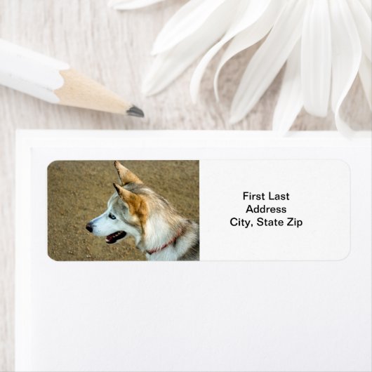 Husky Portrait Etiket (Insitu)