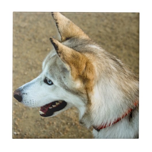 Husky Portrait Tegeltje (Voorkant)