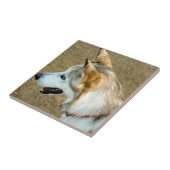 Husky Portrait Tegeltje (Zijkant)