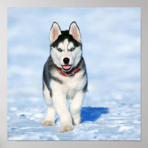 Husky Poster