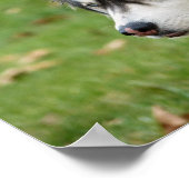 Husky Poster (Hoek)