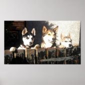 Husky Print.. Peking! Poster (Voorkant)