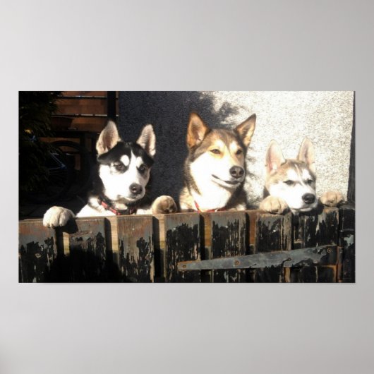 Husky Print.. Peking! Poster (Voorkant)