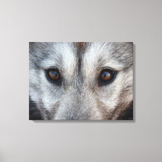 Husky Pup Print Husky Wolf Pup Canvas (Voorkant)