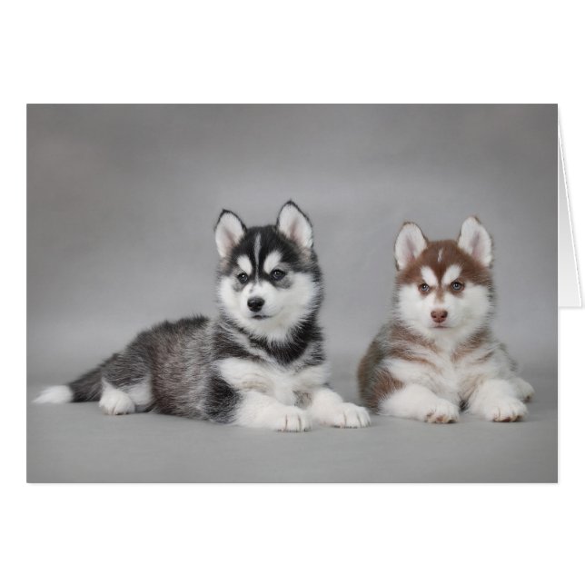 Husky puppies (Voorkant Horizontaal)