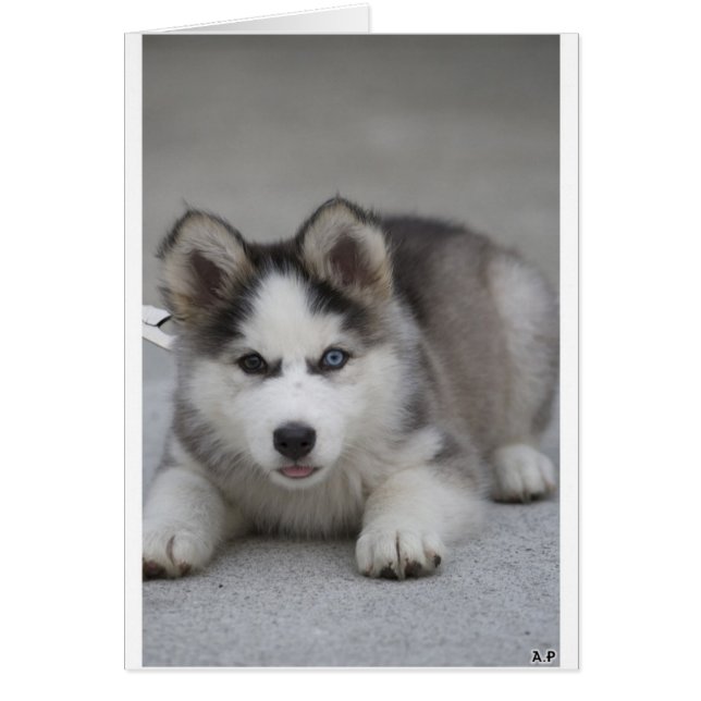 Husky Puppy (Voorkant)