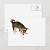 Husky Puppy 2 Briefkaart (Voorkant / Achterkant)