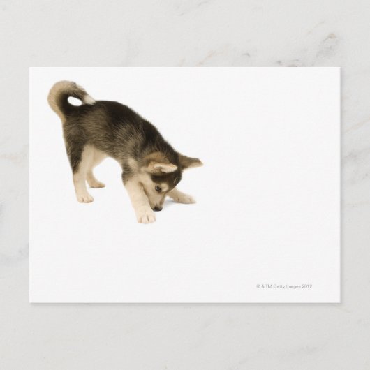 Husky Puppy 2 Briefkaart (Voorkant)