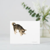 Husky Puppy 2 Briefkaart (Staand voorkant)