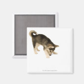 Husky Puppy 2 Magneet (Voorkant / Achterkant)