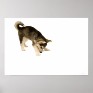 Husky Puppy 2 Poster
