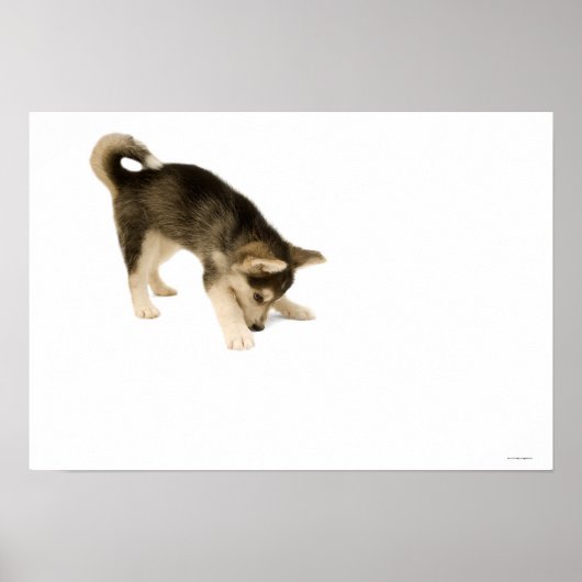 Husky Puppy 2 Poster (Voorkant)