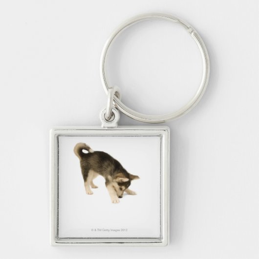 Husky Puppy 2 Sleutelhanger (Voorkant)
